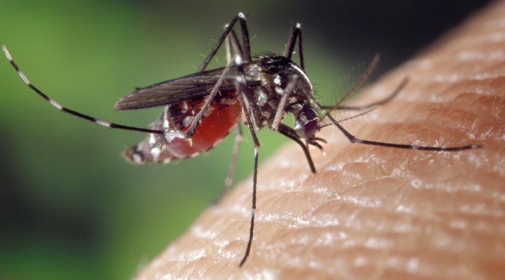 Les moustiques sont porteurs de maladies telles que Zika et la fièvre jaune.