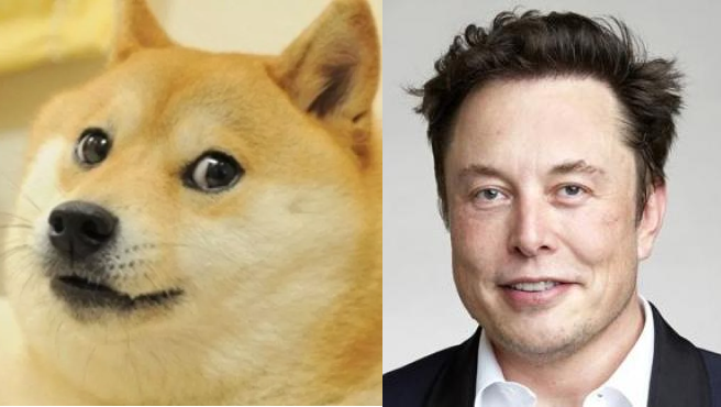 Le mème Doge et Elon Musk.