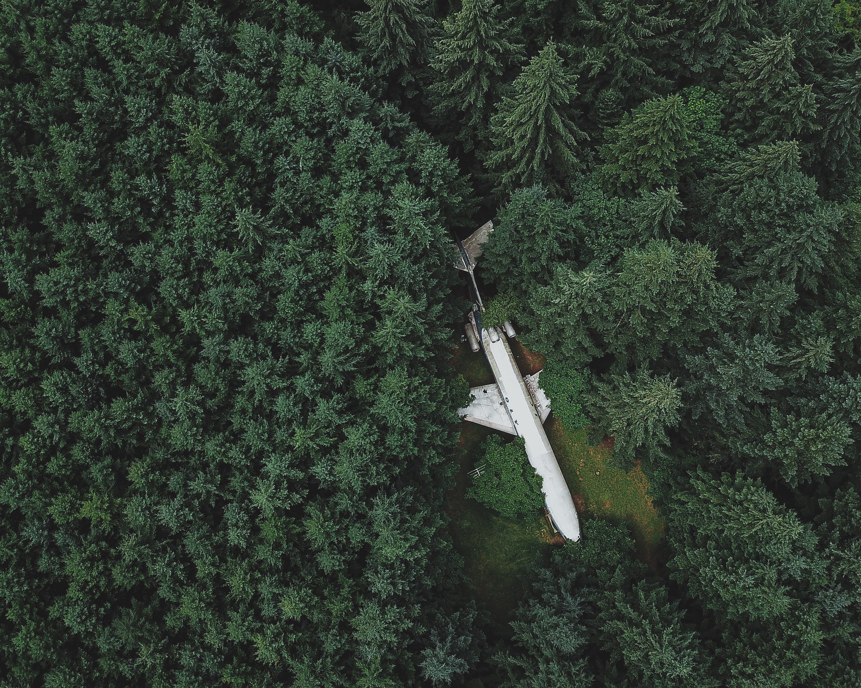 Un avion au milieu de la forêt